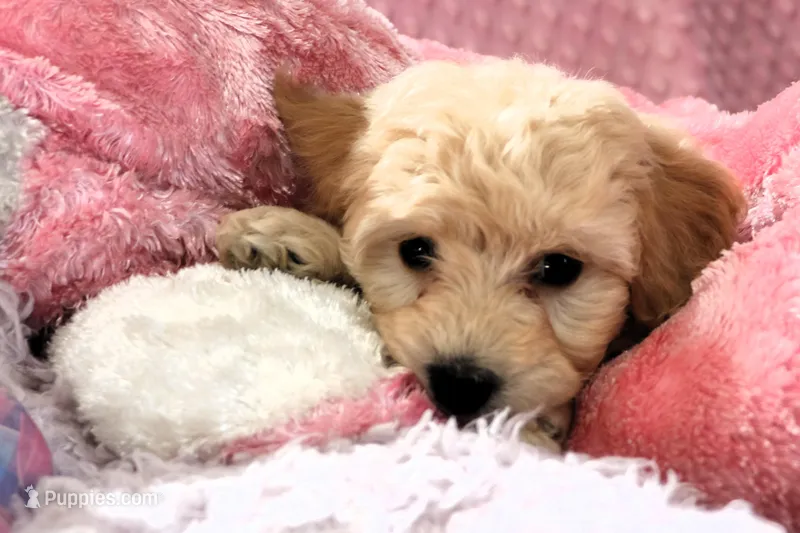 Baby Girl -Snuggles 💜💞, a female Havanese and Havapoo for sale in Shreve, OH – Photo 1 of 5