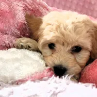 Baby Girl -Snuggles 💜💞, a female Havanese and Havapoo for sale in Shreve, OH – Photo 2 of 5