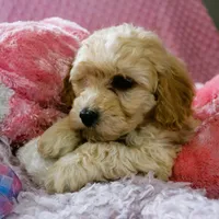 Baby Girl -Snuggles 💜💞, a female Havanese and Havapoo for sale in Shreve, OH – Photo 4 of 5