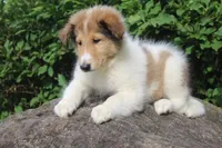 Bubbles, full of bounces and intelligence... , a male Collie for sale in Shreve, OH – 2 of 10