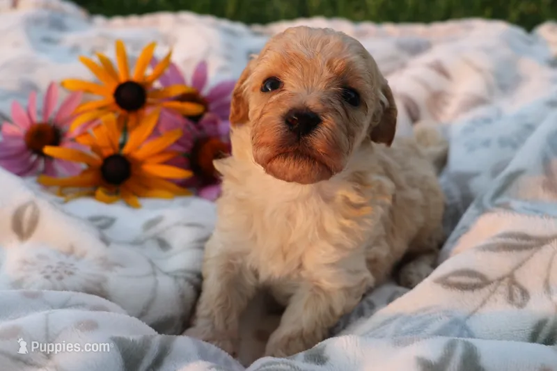 Baby Boy - Buster 💙💙 – Havanese, Havapoo puppy for sale in Shreve, OH