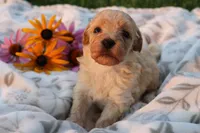 Baby Boy - Buster 💙💙, a male Havanese and Havapoo for sale in Shreve, OH – 3 of 3