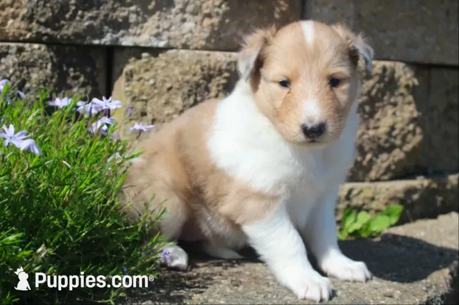 Cookie - sweet, lovable, loyal..., a female Collie for sale in Shreve, OH – 9 of 9