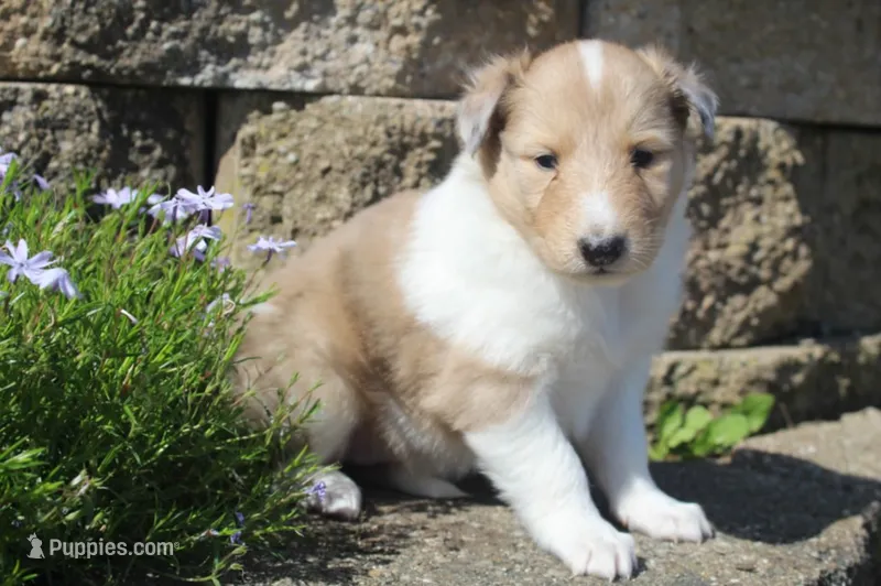 Cookie – Collie puppy for sale in Shreve, OH