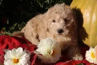 Little Pumpkin ❤️💕, a female Havapoo for sale in Shreve, OH – 7 of 10