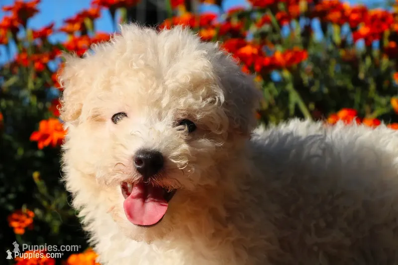 Special Little Boy 💙💙 – Havapoo puppy for sale in Shreve, OH