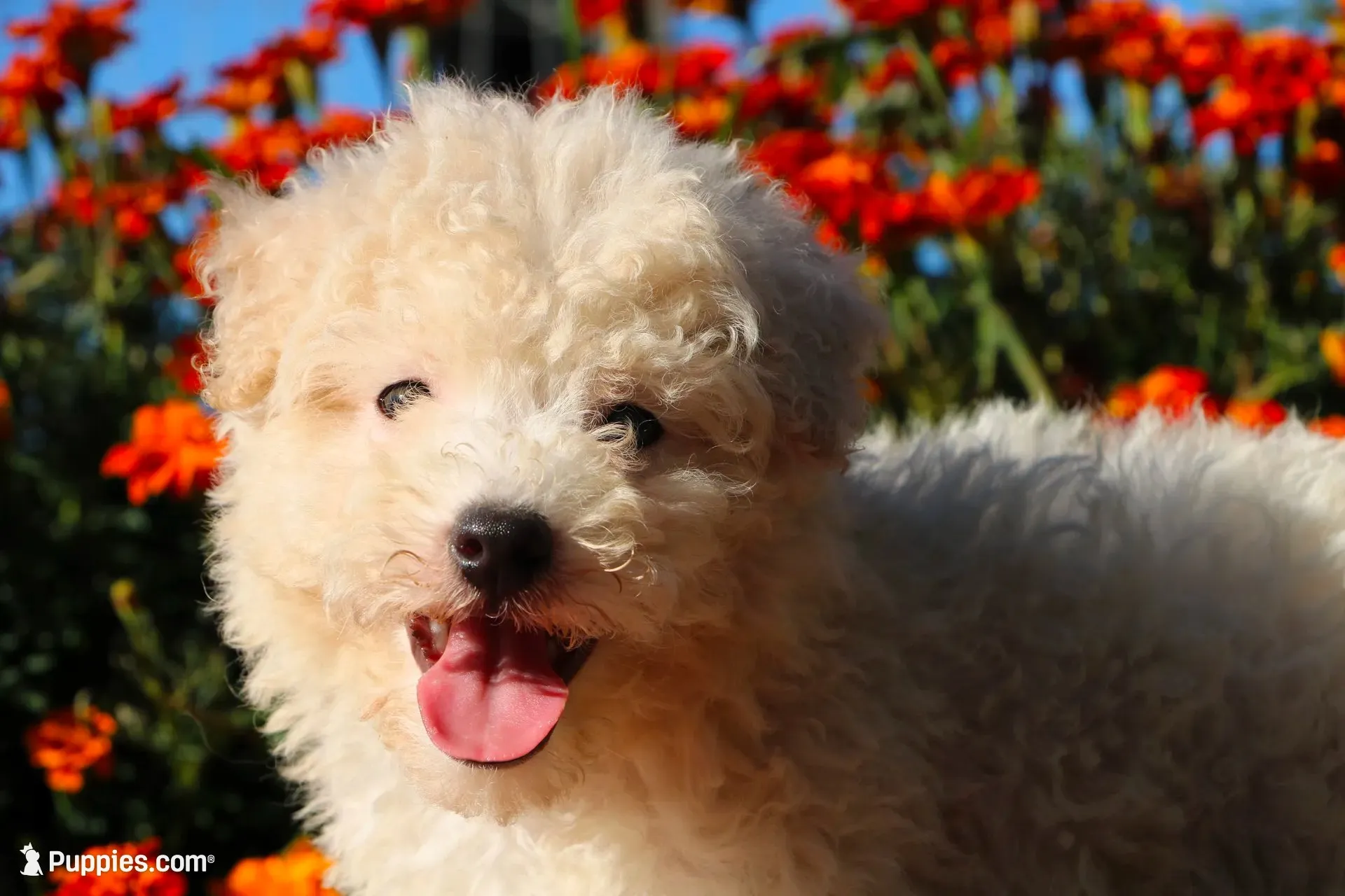 Special Little Boy 💙💙, a male Havapoo for sale in Shreve, OH – 1 of 10