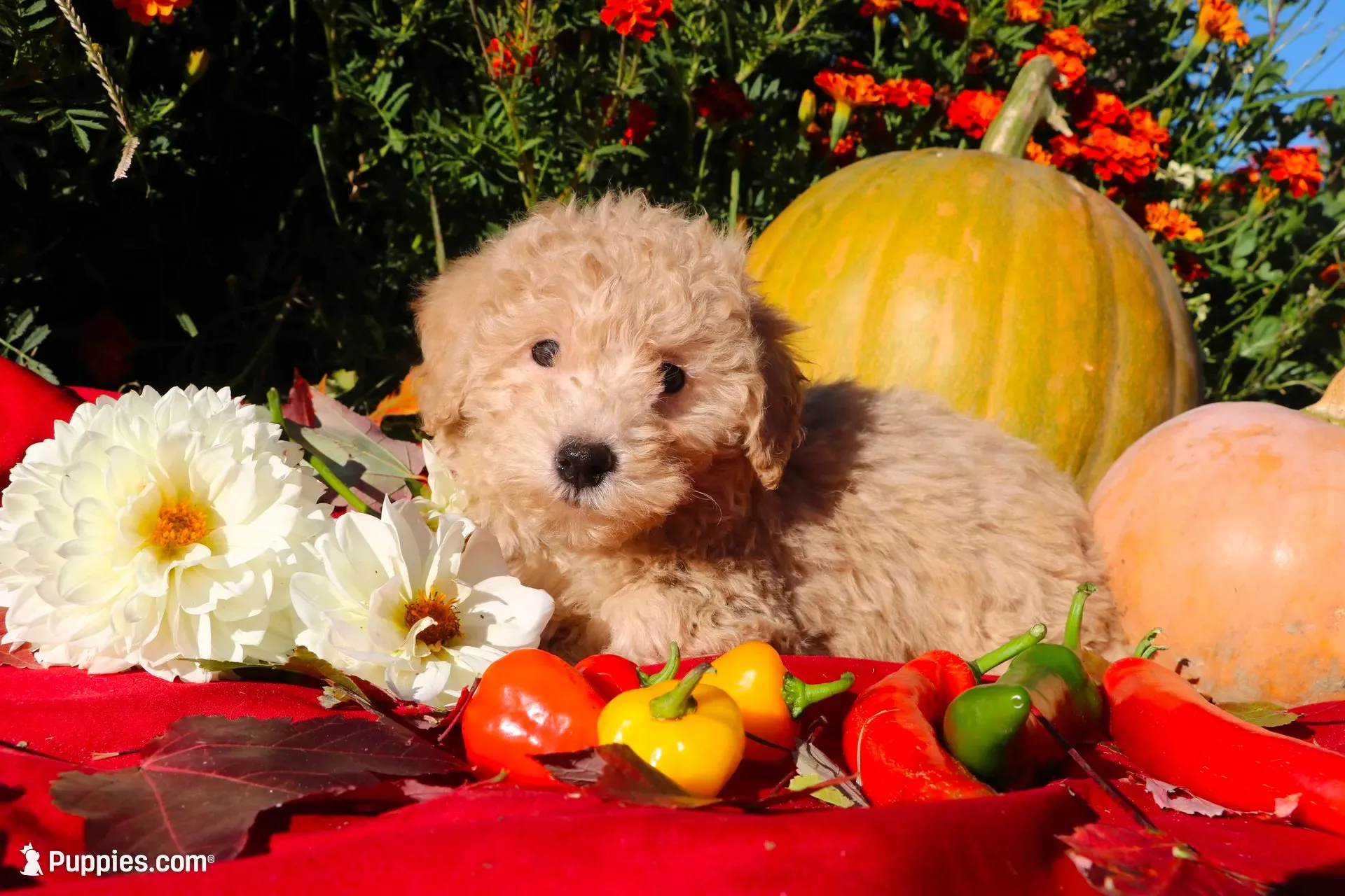 Little Pumpkin!! ❤️💕 new pictures!, a female Havapoo for sale in Shreve, OH – 1 of 9