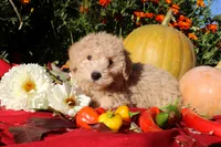 Little Pumpkin ❤️💕, a female Havapoo for sale in Shreve, OH – 5 of 10