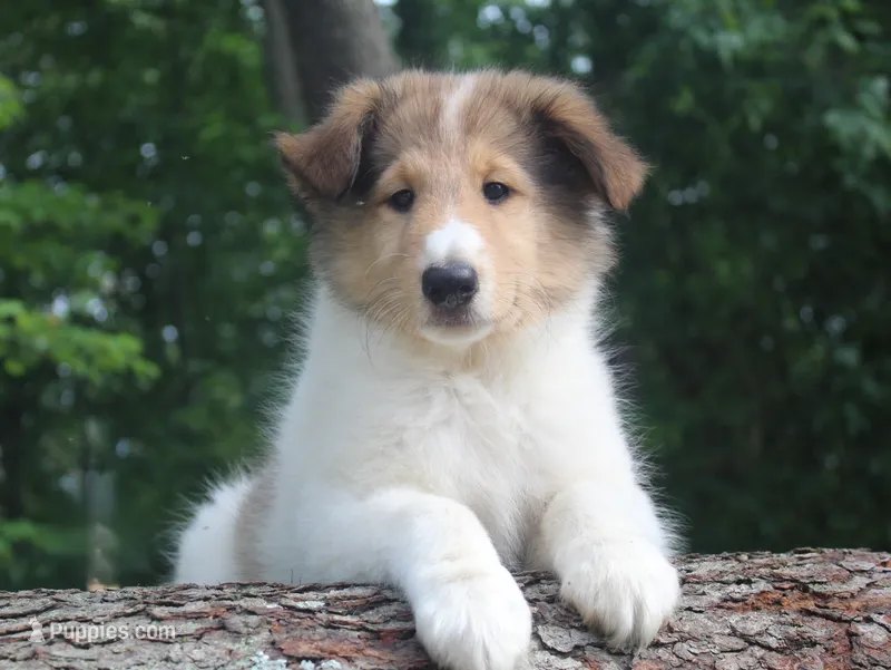 Bubbles, full of bounces and intelligence...  – Collie puppy for sale in Shreve, OH