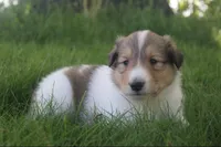 Bubbles, a male Collie for sale in Shreve, OH – 2 of 10