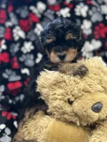 Jasper, a male Havanese and Havapoo for sale in Shreve, OH – 7 of 7