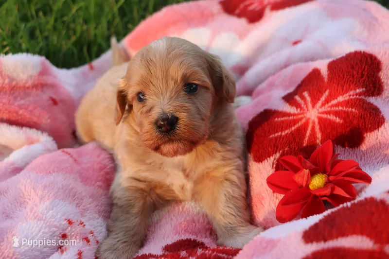 Baby Girl Belle 💞💗 – Havanese, Havapoo puppy for sale in Shreve, OH