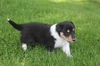 Scout, a male Collie for sale in Shreve, OH – 3 of 10