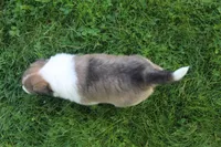 Lassie, a female Collie for sale in Shreve, OH – 9 of 10