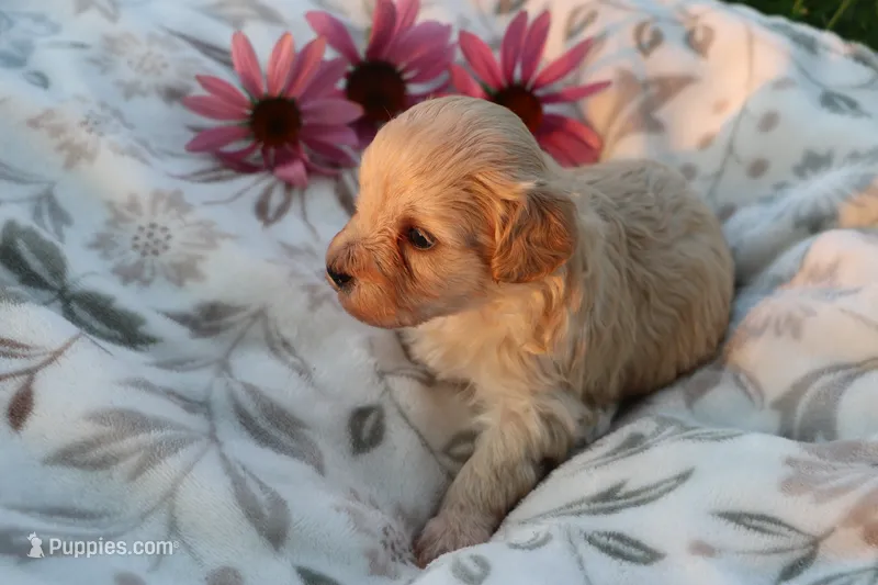 Little boy Bounce 💙💙 – Havanese, Havapoo puppy for sale in Shreve, OH
