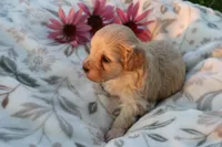 Little boy Bounce 💙💙, a male Havanese and Havapoo for sale in Shreve, OH – 1 of 3