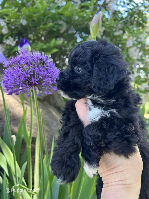 Cutie - Baby Girl❤️💕 – Havapoo puppy for sale in Shreve, OH