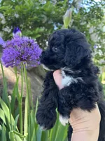 Cutie - Baby Girl❤️💕, a female Havapoo for sale in Shreve, OH – 1 of 4