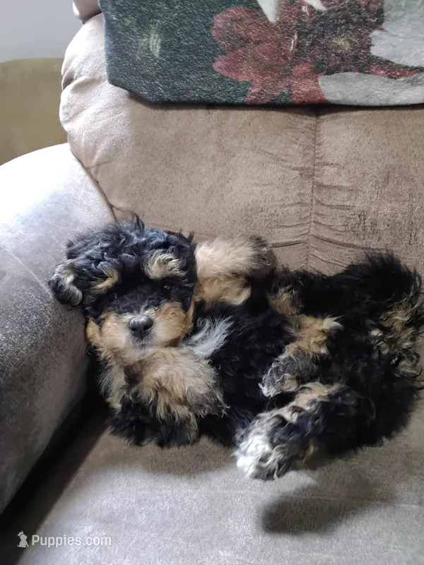 Jasper – Havanese, Havapoo puppy for sale in Shreve, OH