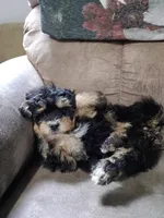 Jasper, a male Havanese and Havapoo for sale in Shreve, OH – 3 of 7