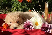 Pepper 💞💗, a female Havapoo for sale in Shreve, OH – 5 of 10