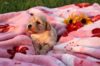 Little Sugar Baby ❤️💕, a female Havanese and Havapoo for sale in Shreve, OH – 3 of 4
