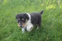 Scout, a male Collie for sale in Shreve, OH – 5 of 10