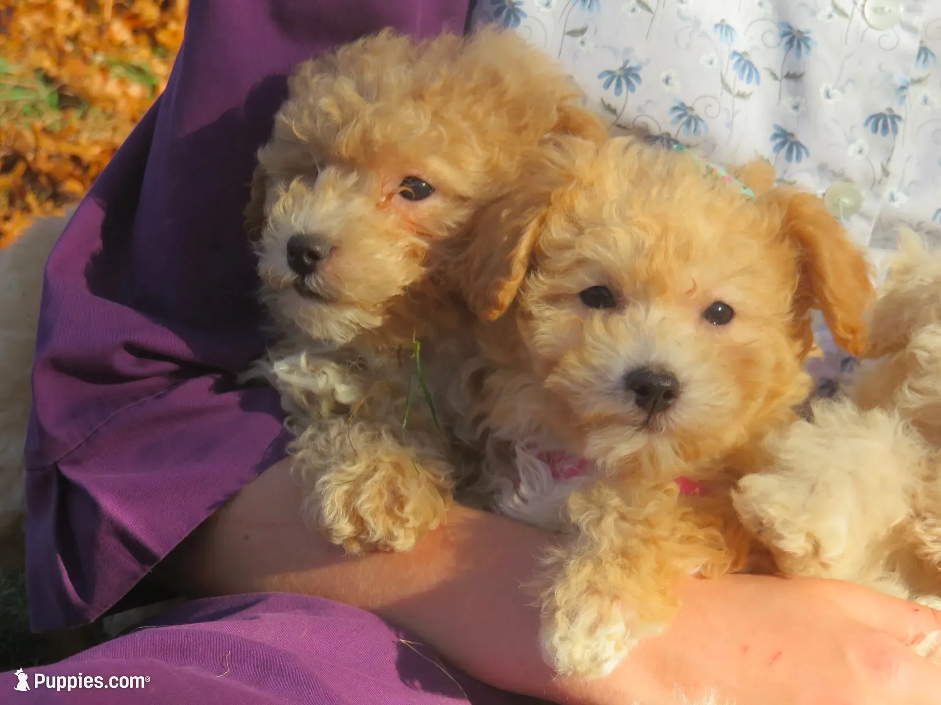 Princess - Pocket size💞💗new pictures!!, a female Havapoo for sale in Shreve, OH – 2 of 10