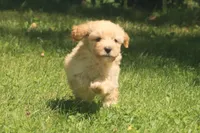 Buster - Ready to go!!!!!💙💙, a male Havapoo for sale in Shreve, OH – 3 of 8