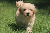 Buster - Ready to go!!!!!💙💙, a male Havapoo for sale in Shreve, OH – 5 of 8