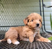 Gingerbread, a male Havanese and Havapoo for sale in Shreve, OH – 3 of 6