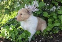 Cookie, a female Collie for sale in Shreve, OH – 6 of 8
