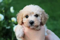 Little Sugar Baby ❤️💕, a female Havapoo for sale in Shreve, OH – 3 of 8
