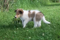 Bubbles, full of bounces and intelligence... , a male Collie for sale in Shreve, OH – 6 of 10