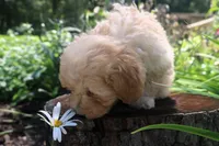 Buster - Ready to go!!!!!💙💙, a male Havapoo for sale in Shreve, OH – 8 of 8