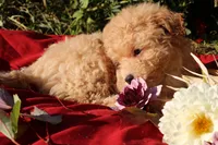 Pepper 💞💗, a female Havapoo for sale in Shreve, OH – 10 of 10