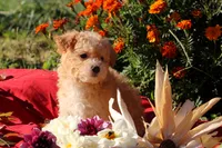 Pocket size Princess 💞💗, a female Havapoo for sale in Shreve, OH – 6 of 10
