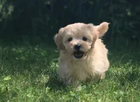 Bounce - ready to go!!!!!💙💙, a male Havapoo for sale in Shreve, OH – 5 of 8