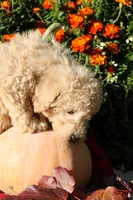 Little Pumpkin ❤️💕, a female Havapoo for sale in Shreve, OH – 10 of 10