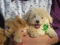 Teddy Bear 💙💙 new pictures!!!, a male Havanese and Poodle - Miniature  for sale in Shreve, OH – 2 of 10