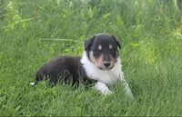 Scout, a male Collie for sale in Shreve, OH – 7 of 10