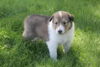 Lassie, a female Collie for sale in Shreve, OH – 8 of 10