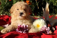Pepper 💞💗, a female Havapoo for sale in Shreve, OH – 4 of 10