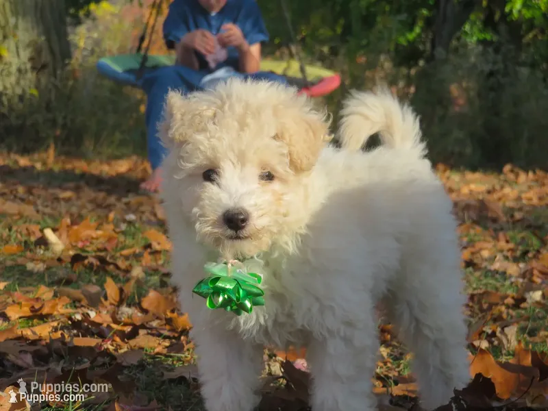 Teddy Bear 💙💙 new pictures!!! – Havanese, Poodle - Miniature  puppy for sale in Shreve, OH