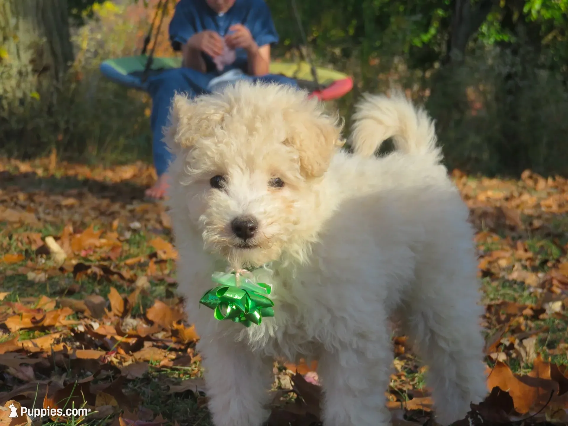 Teddy Bear 💙💙 new pictures!!!, a male Havanese and Poodle - Miniature  for sale in Shreve, OH – 1 of 10