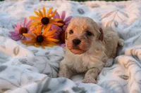 Baby Boy - Buster 💙💙, a male Havanese and Havapoo for sale in Shreve, OH – 1 of 3