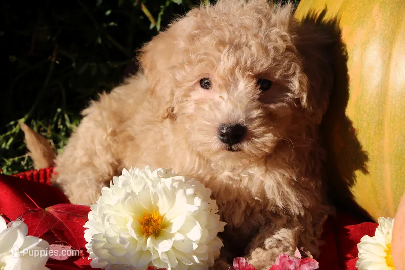 Little Pumpkin ❤️💕 – Havapoo puppy for sale in Shreve, OH