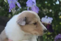 Sugar, a female Collie for sale in Shreve, OH – 3 of 7