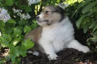 Lassie, a female Collie for sale in Shreve, OH – 4 of 10